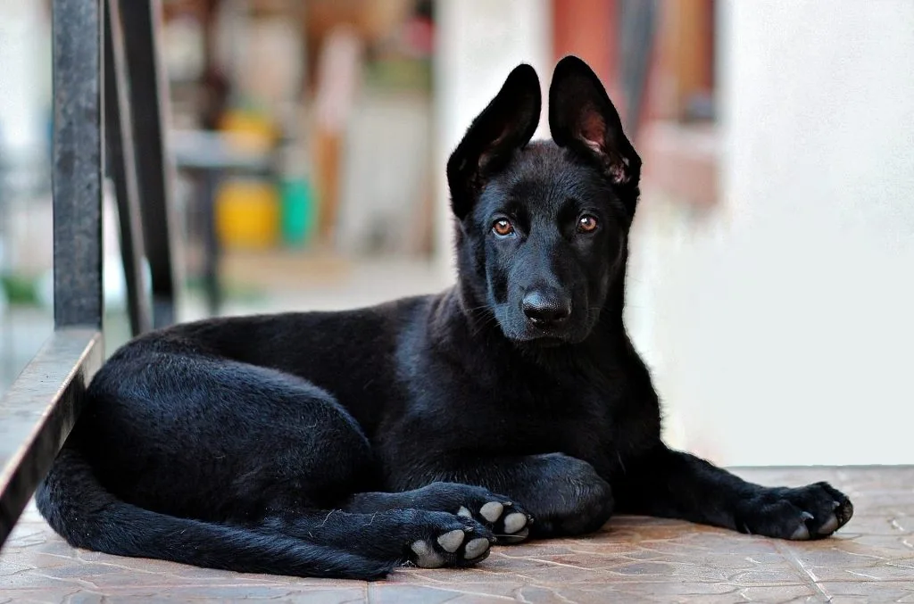 un berger allemand noir