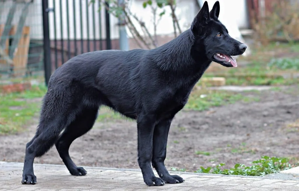 un berger allemand noir